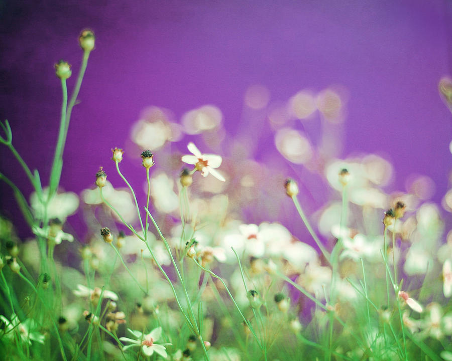 Wildflowers Photograph - Infatuation in Purple by Amy Tyler