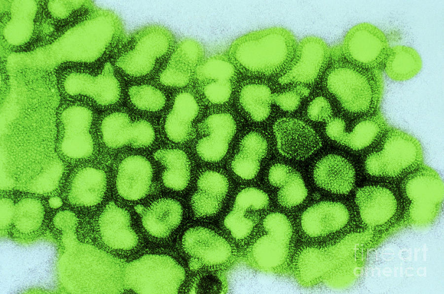 Virus Photograph - Influenza A Tem by Science Source