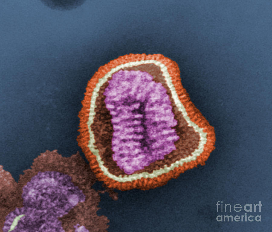 Influenza Virion Photograph by Science Source