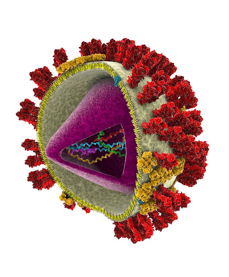 Influenza Virus Structure, Artwork Photograph by Ramon Andrade ...