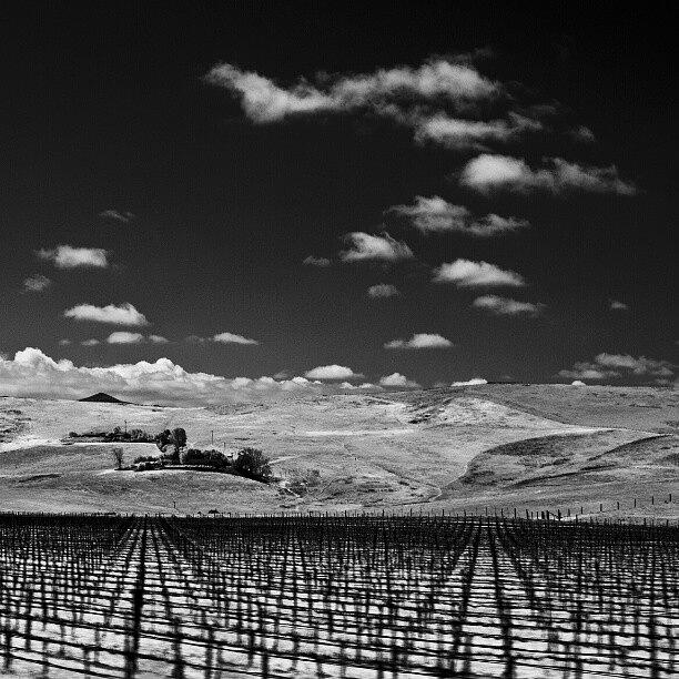 Mountain Photograph - #infrared #photography #vineyard by Michael Amos