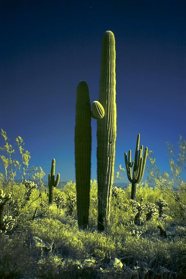 Infrared Saguaro 1 Photograph by Jim Painter