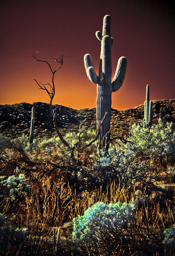 Infrared Saguaro 2 Photograph by Jim Painter