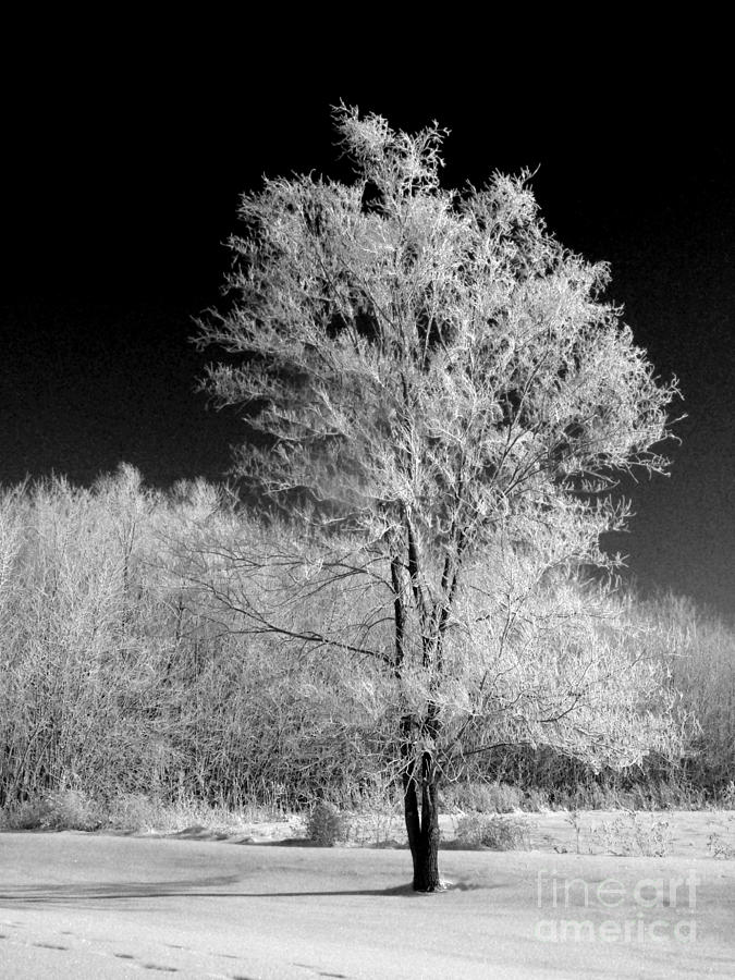 Infrared Winter Photograph by David Bearden