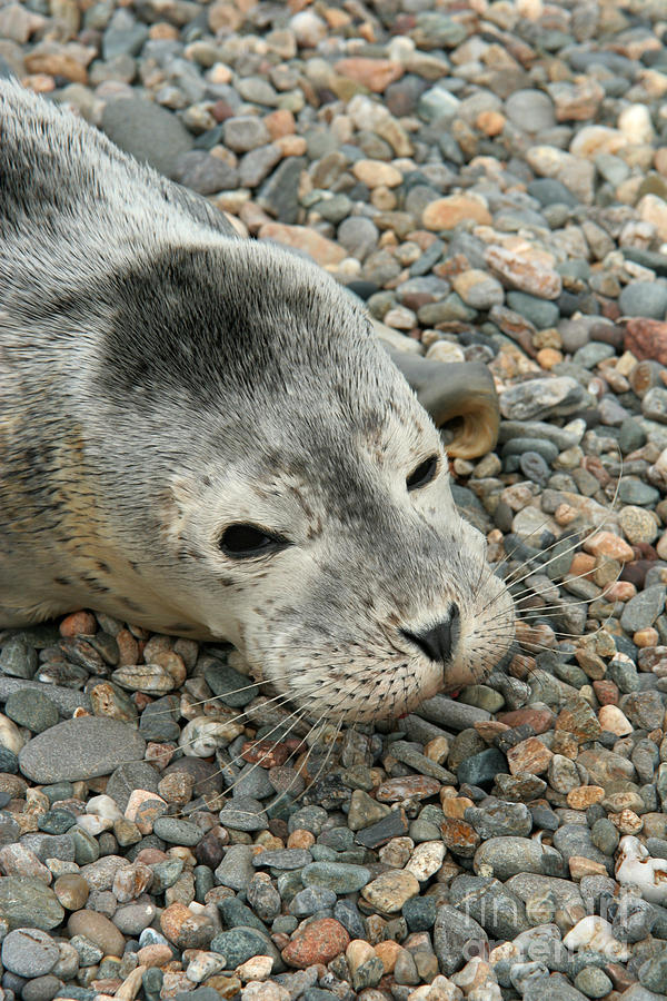 Injured Harbor Seal Photograph by Ted Kinsman