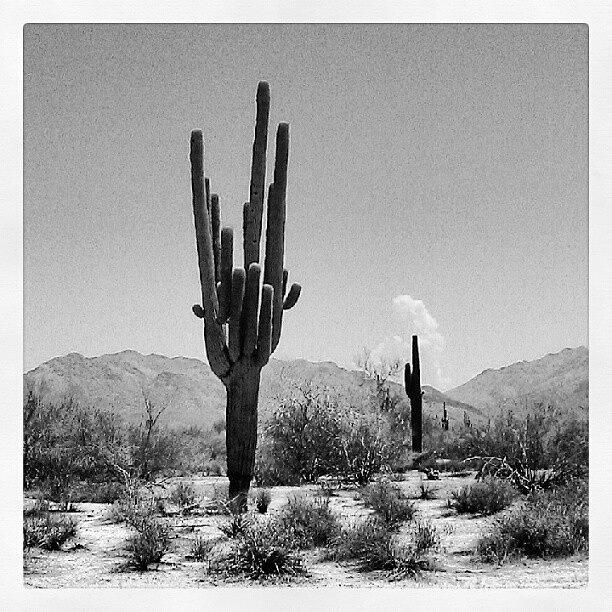 Mountain Photograph - #inkwell #saguaro #cactus #desert by Dave Moore