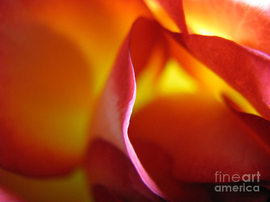 Inner Flame Photograph by Stacey Zimmerman