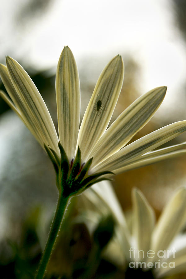 Daisy Photograph - Inner Glow by Heather Applegate