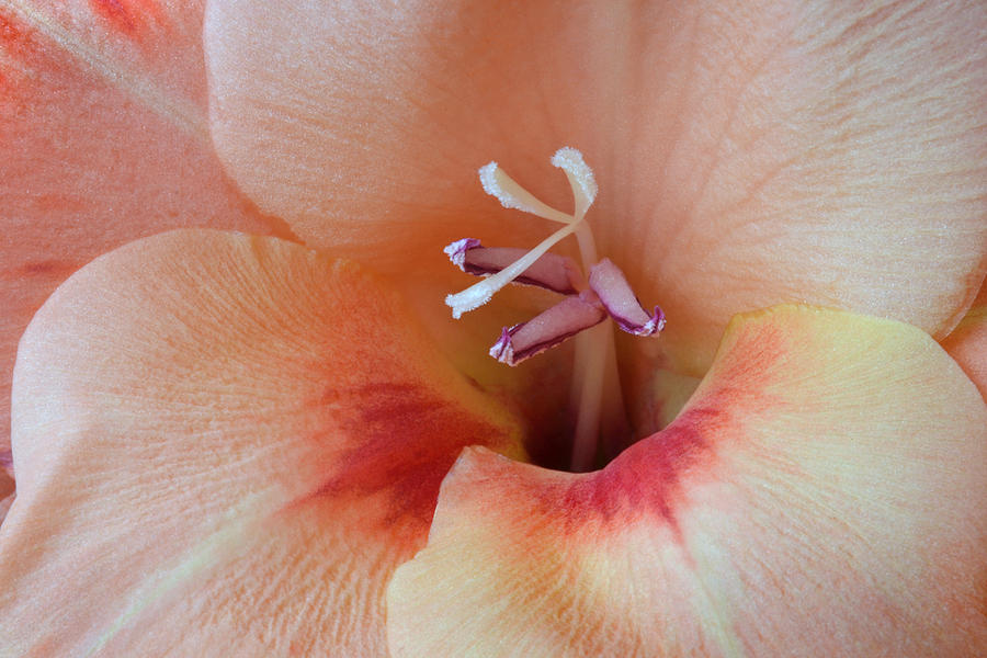 Inner Secret Of Gladiolus Photograph by Terence Davis