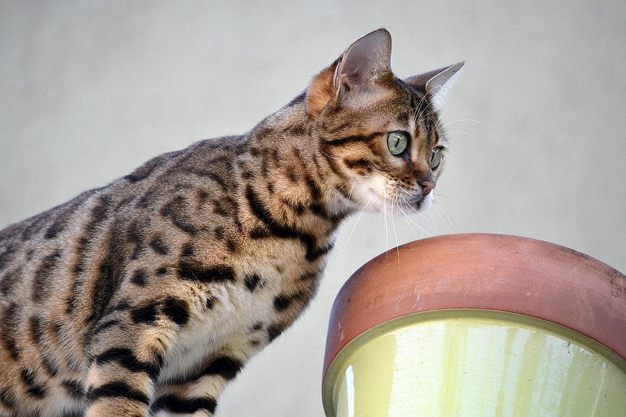 Inquisitive Bengal  Photograph by Fraida Gutovich