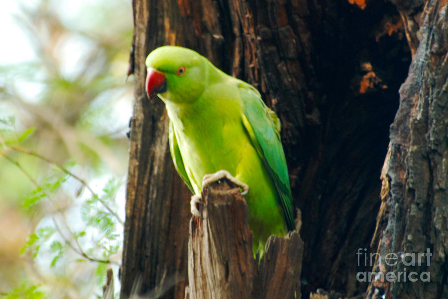 Parakeet Digital Art - Inquisitive Parakeet by Pravine Chester