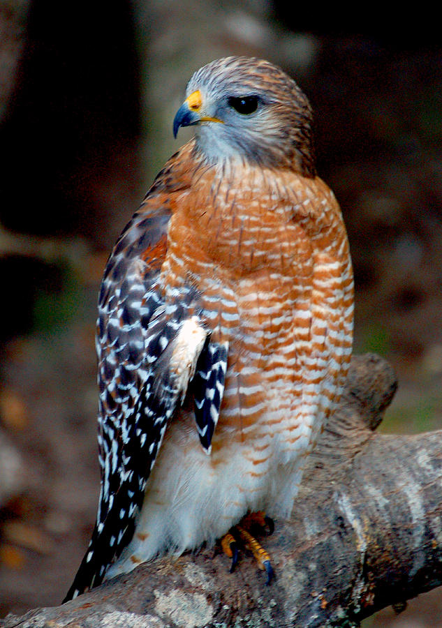 Inquisitive Red Tailed Female Hawk by Donna Proctor