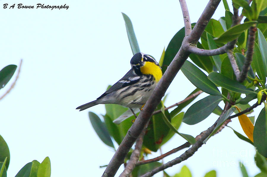 Inquisitive Yellow throated warbler Photograph by Barbara Bowen