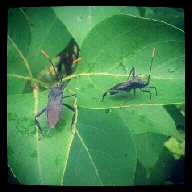 Insects Photograph - #insect #bug #black #leaves by Tracy Hager