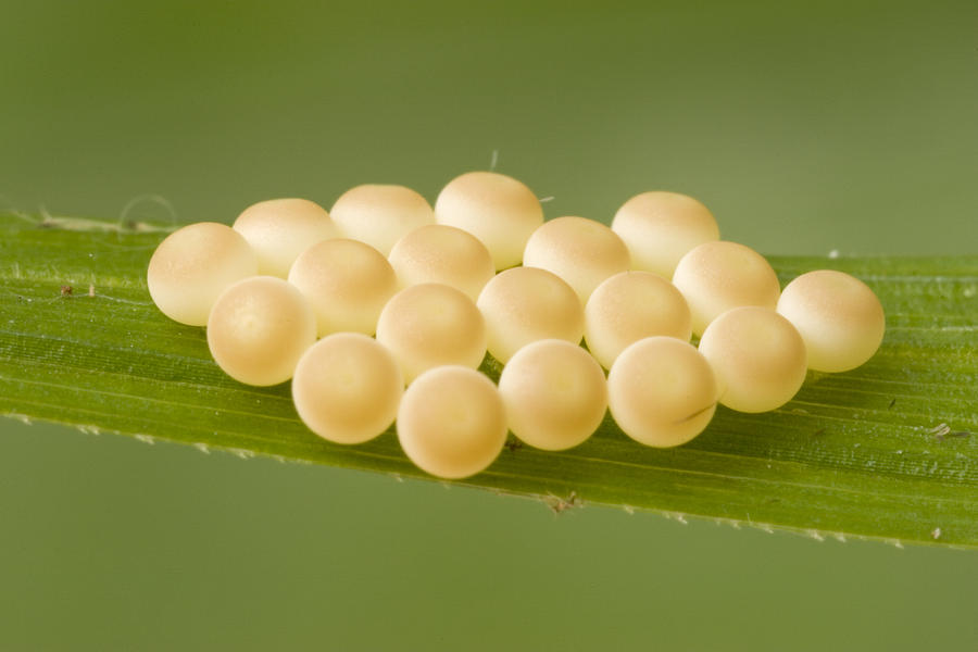 Animal Photograph - Insect Eggs Guinea West Africa by Piotr Naskrecki