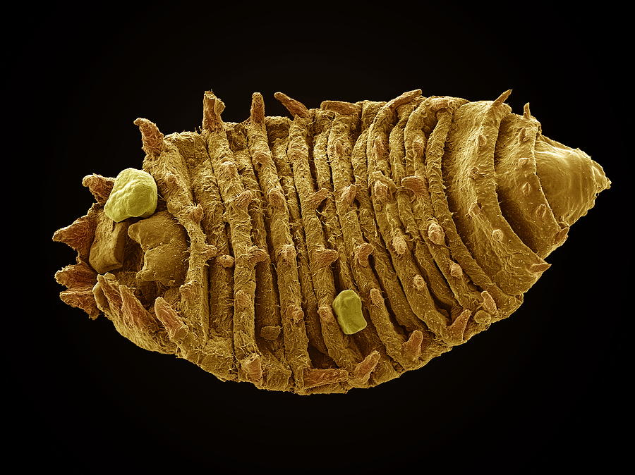 Wildlife Photograph - Insect Larva, Sem by Steve Gschmeissner