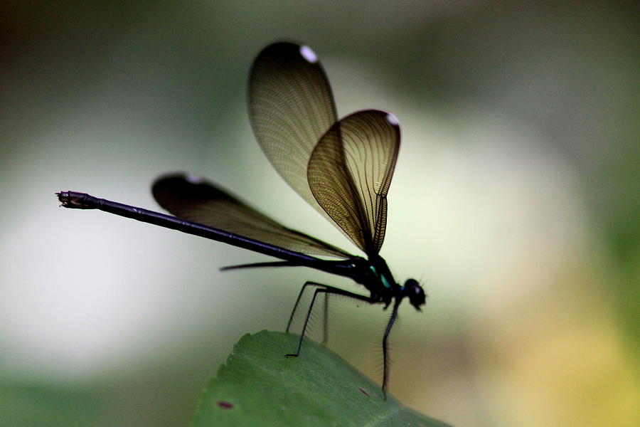 Insect Photo - The Hunter - Ebony Jewelwing Photograph by Travis Truelove
