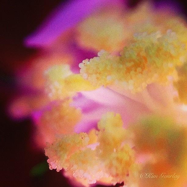 Inside A Flower Photograph by Kim Gourlay