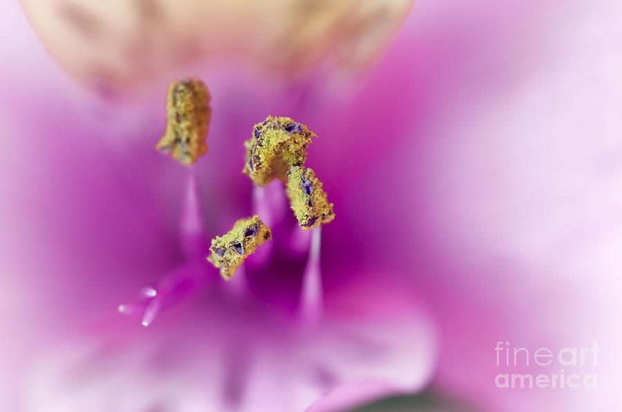 Spring Photograph - Inside A Lily Flower by Anne Kitzman