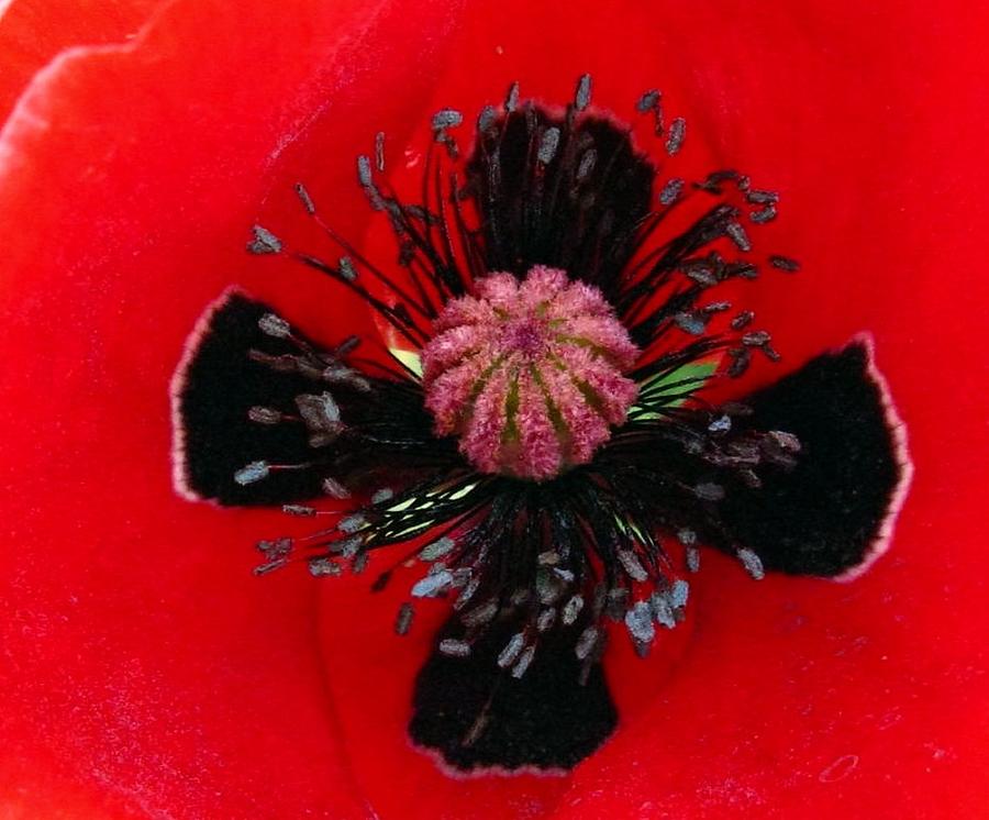 Inside a Poppy Photograph by Rhonda Barrett