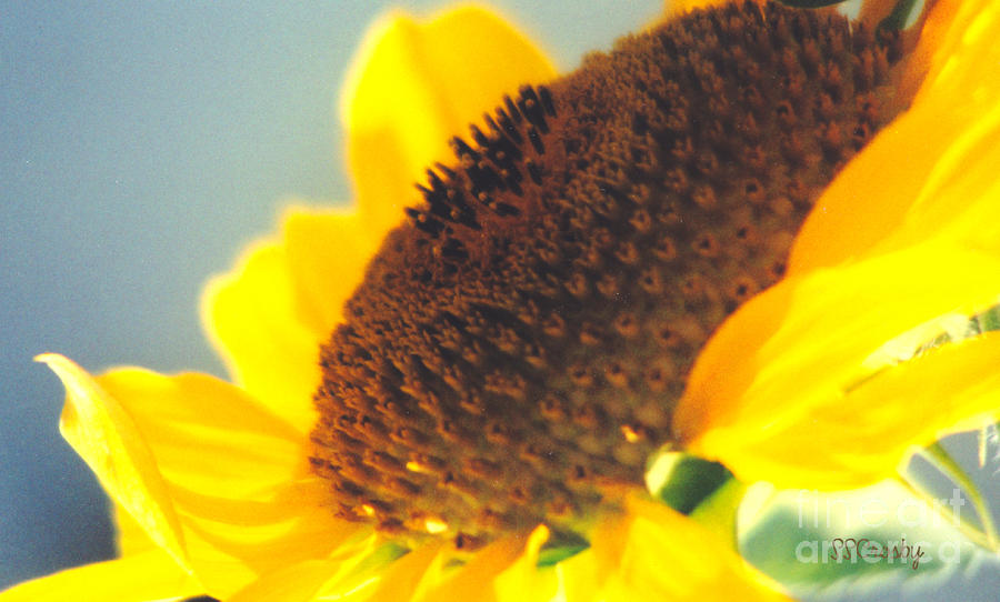 Inside a Sunflower Photograph by Susan Stevens Crosby