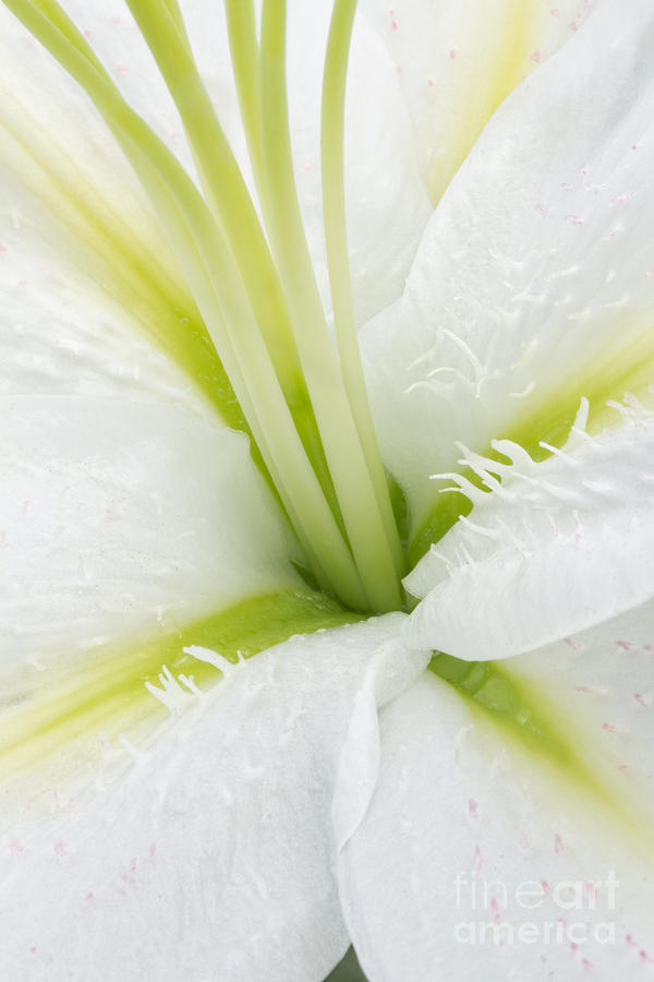 Inside a White Lily Photograph by Ann Garrett
