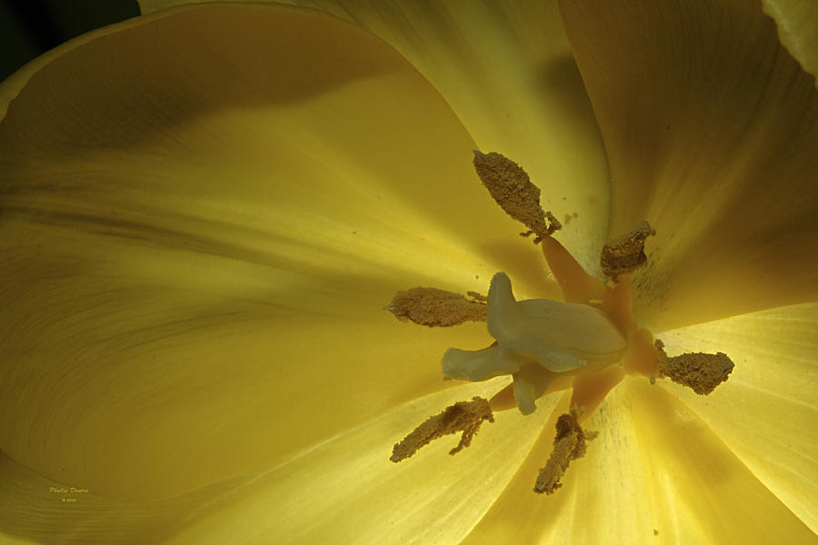 Inside a Yellow Tulip Photograph by Phyllis Denton