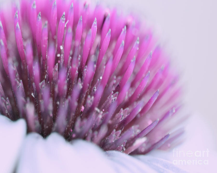 Inside Echinacea  Photograph by Traci Cottingham