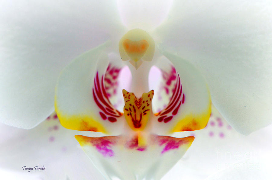 Orchid Photograph - Inside My World..... by Tanya Tanski