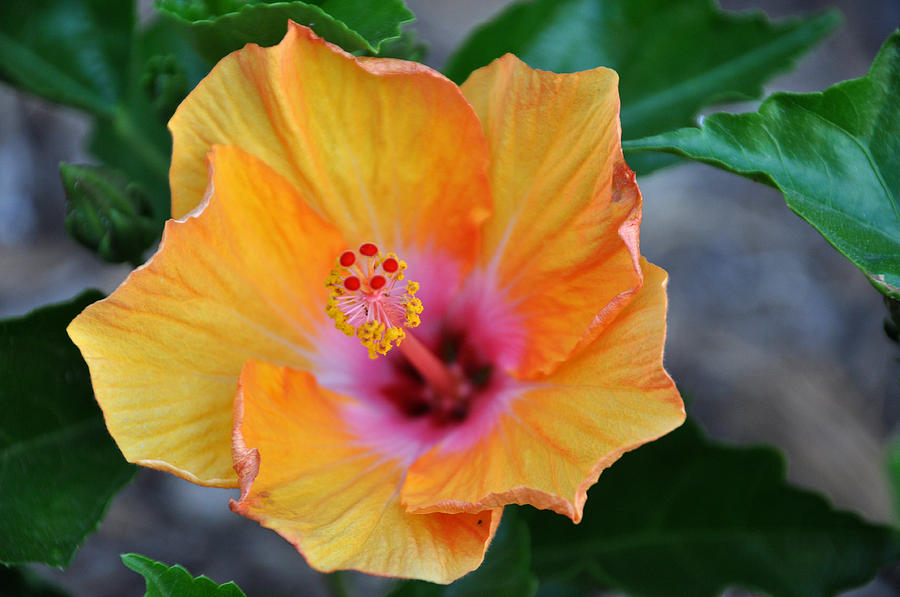 Inside Out Hibiscus Photograph by Teresa Blanton - Fine Art America