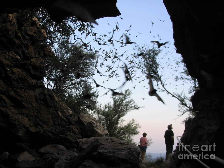 Inside the Bat Cave Photograph by Mark Robbins