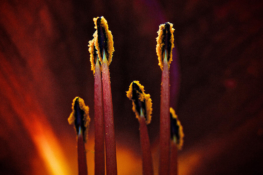 Inside The Flower Photograph by Prince Andre Faubert