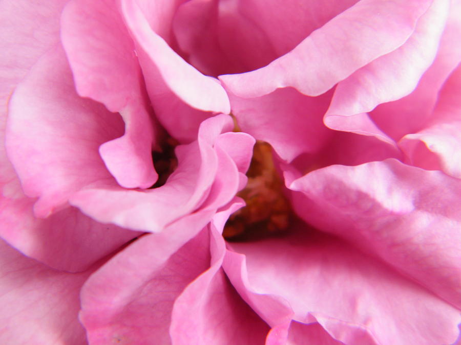 Inside The Heart Of A Cool Pink Rose Photograph by Mary Sedivy