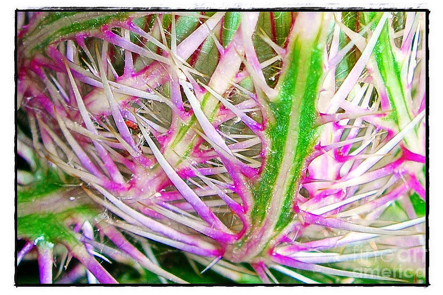 Inside the Thistle Photograph by Judi Bagwell