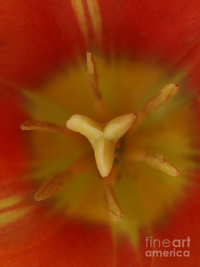 Inside the Tulip Photograph by Jacklyn Duryea Fraizer