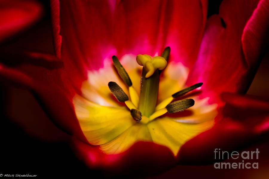 Inside The Tulip Photograph by Mitch Shindelbower
