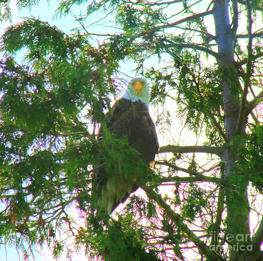Insight - American Bald Eagle Photograph by Tap On Photo