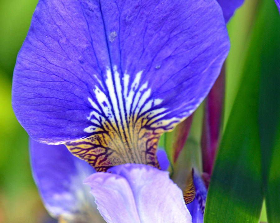 Inspiring Iris... Photograph by Tanya Tanski