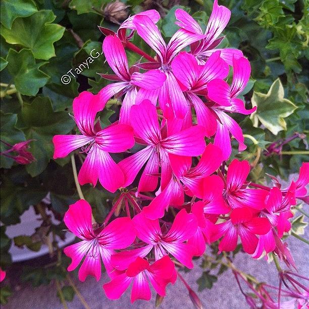 Flower Photograph - #insta #instahub #instagramhub by Tetyana Gobenko