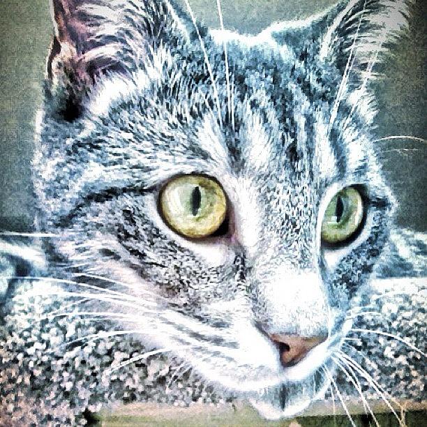 Cute Photograph - #instacat #catdaily #catface #whiskers by Katrina A