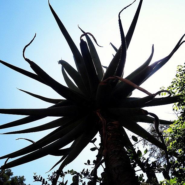 Cacti Photograph - #instacool #ilovesucculents #cacti by Rick Macias