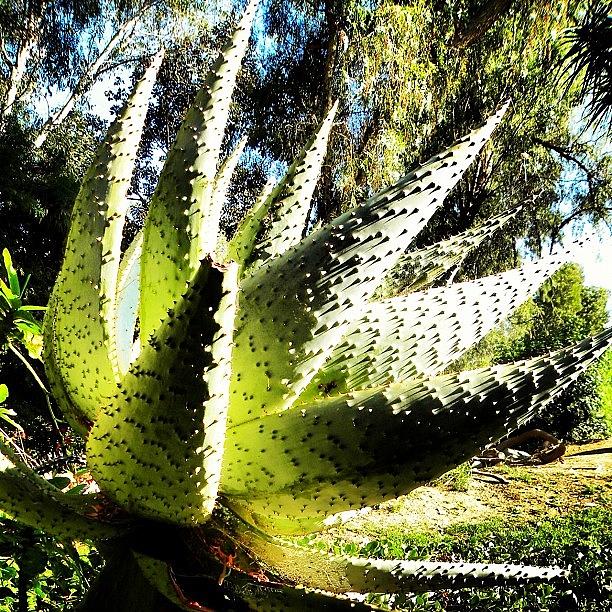 Cacti Photograph - #instacool #instagram #instamood #cacti by Rick Macias