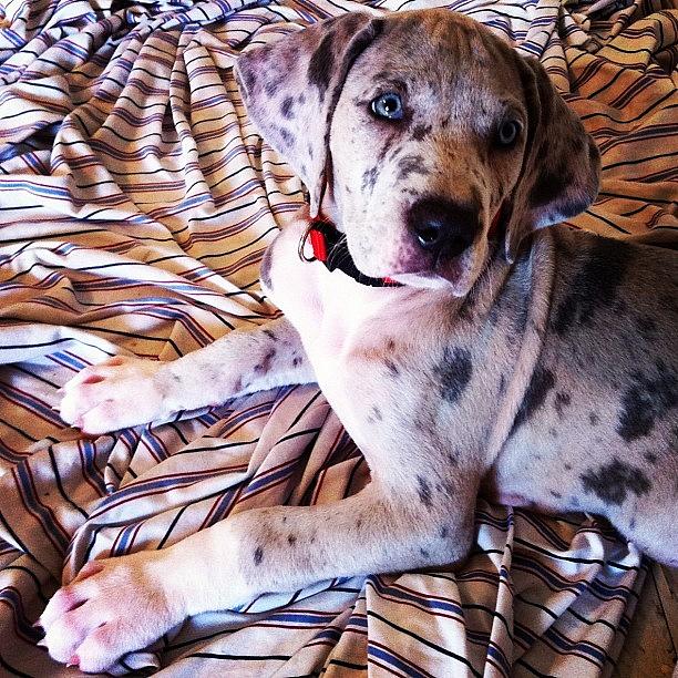 Blue Photograph - #instadane #greatdane #cute #puppy by Samantha Huynh