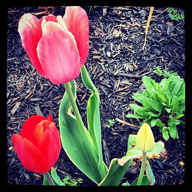Spring Photograph - #instaflower #flower #iphoneography by Manan Shah