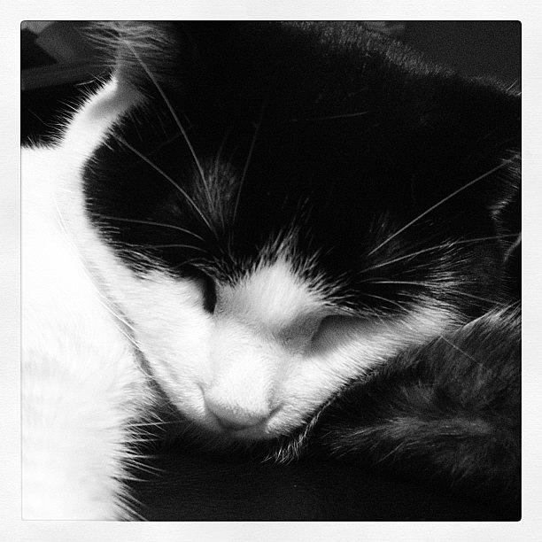 Cat Photograph - #instagood #catstagram #cataofinstagram by Rachel Williams