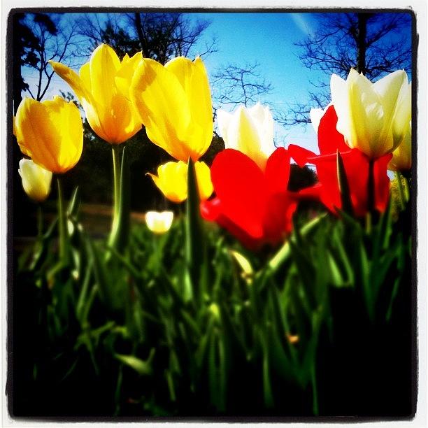 Tulip Photograph - Instagram Photo by A Loving