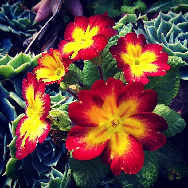 Flower Photograph - Instagram Photo by Dani Pimenta
