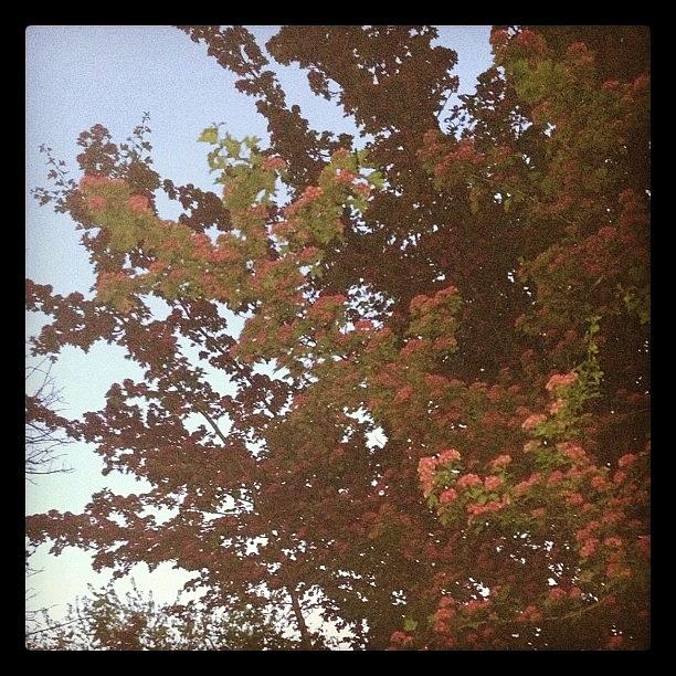 Tree Photograph - Instagram Photo by Heather B
