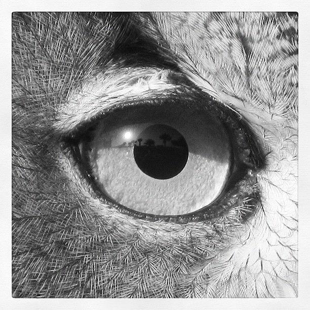Owl Photograph - Instagram Photo by Tony Benecke