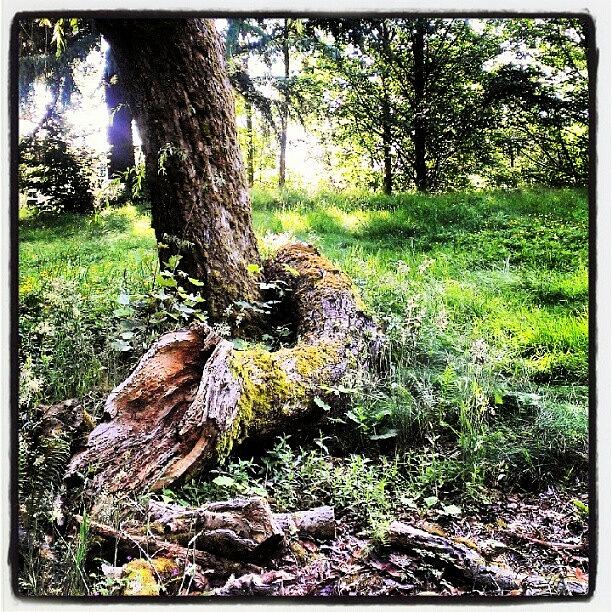 Nature Photograph - Instagram Tree by A C Earle